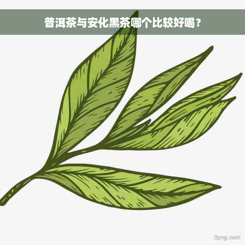 普洱茶与安化黑茶哪个比较好喝？