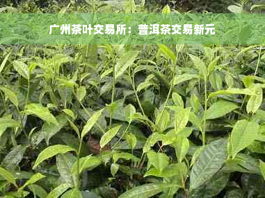 广州茶叶交易所：普洱茶交易新元