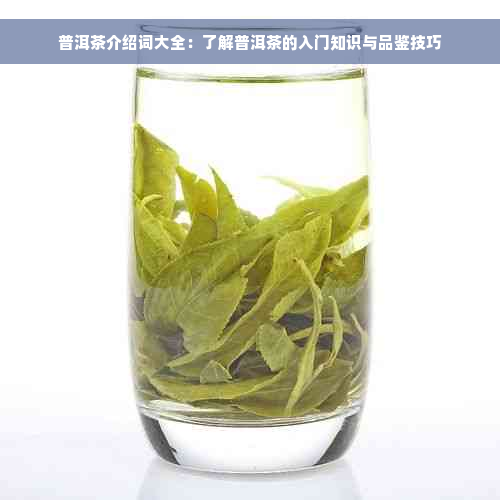 普洱茶介绍词大全：了解普洱茶的入门知识与品鉴技巧