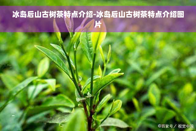 冰岛后山古树茶特点介绍-冰岛后山古树茶特点介绍图片