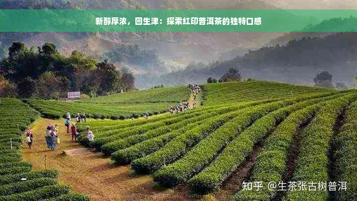 新醇厚浓，回生津：探索红印普洱茶的独特口感