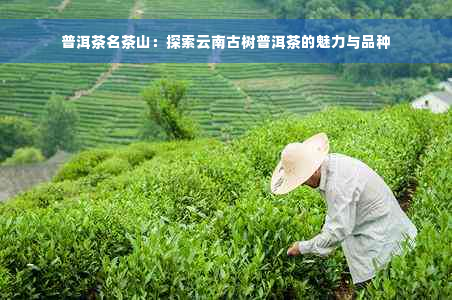 普洱茶名茶山：探索云南古树普洱茶的魅力与品种