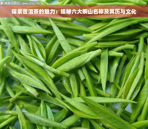 探索普洱茶的魅力：揭秘六大茶山名称及其历与文化