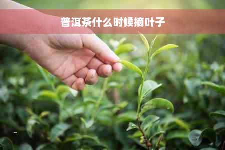 普洱茶什么时候摘叶子