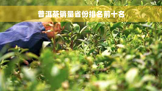 普洱茶销量省份排名前十名