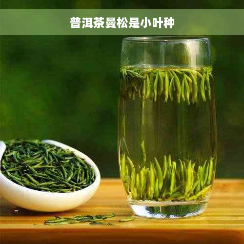 普洱茶曼松是小叶种