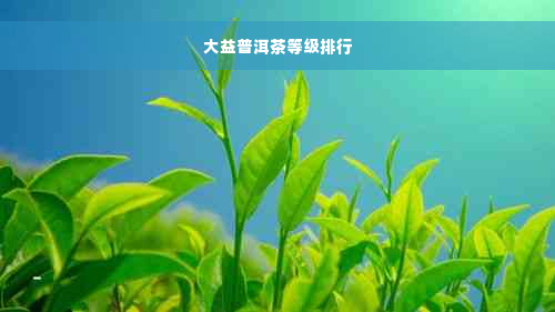 大益普洱茶等级排行