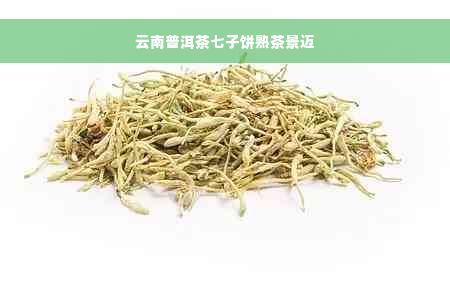 云南普洱茶七子饼熟茶景迈