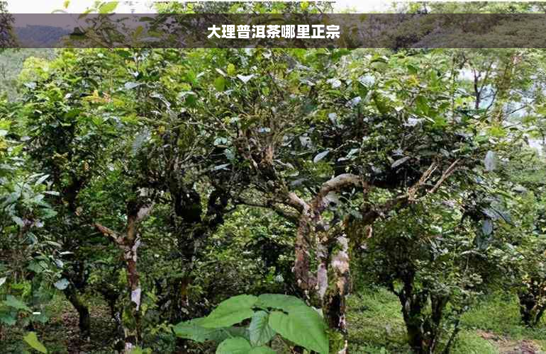 大理普洱茶哪里正宗