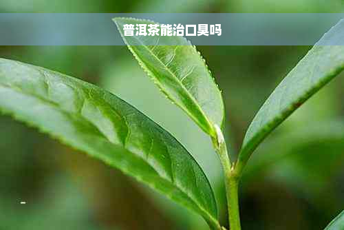 普洱茶能治口臭吗