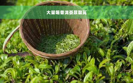 大量喝普洱茶尿酸高