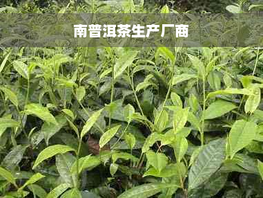 南普洱茶生产厂商