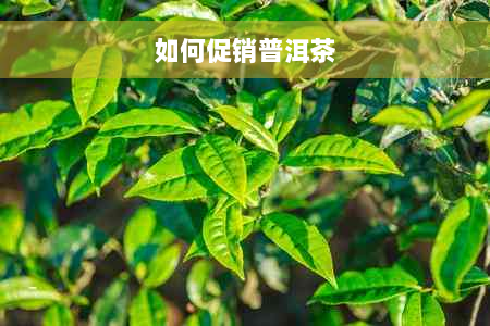 如何促销普洱茶