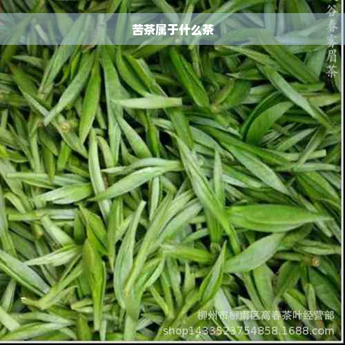 苦茶属于什么茶