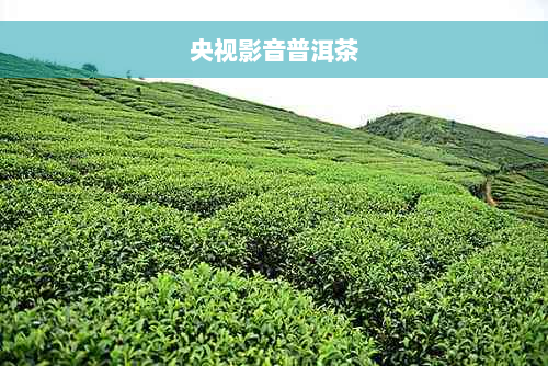 央视影音普洱茶