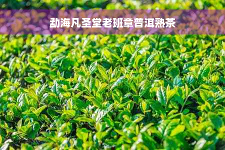 勐海凡圣堂老班章普洱熟茶