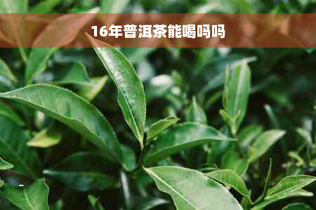 16年普洱茶能喝吗吗