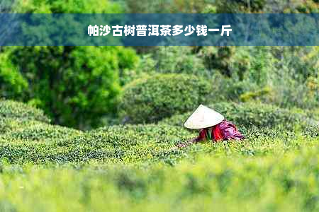 帕沙古树普洱茶多少钱一斤