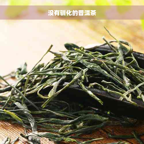 没有驯化的普洱茶