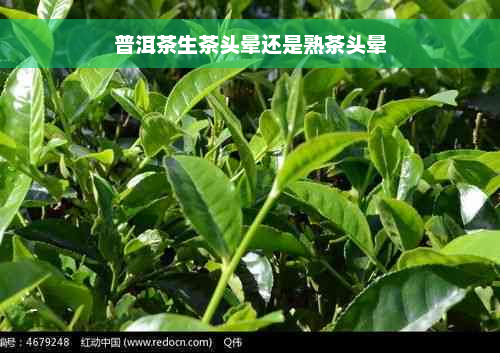 普洱茶生茶头晕还是熟茶头晕