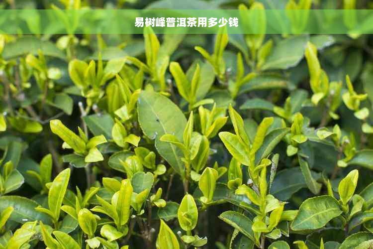 易树峰普洱茶用多少钱