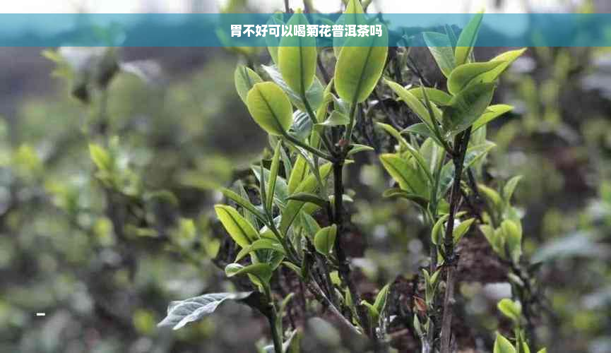 胃不好可以喝菊花普洱茶吗