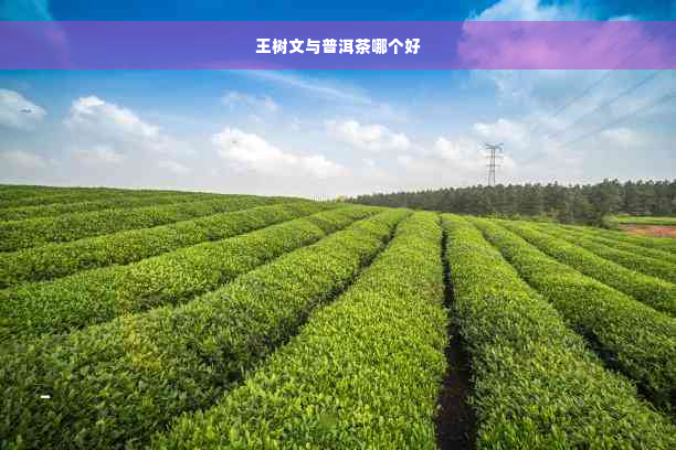 王树文与普洱茶哪个好