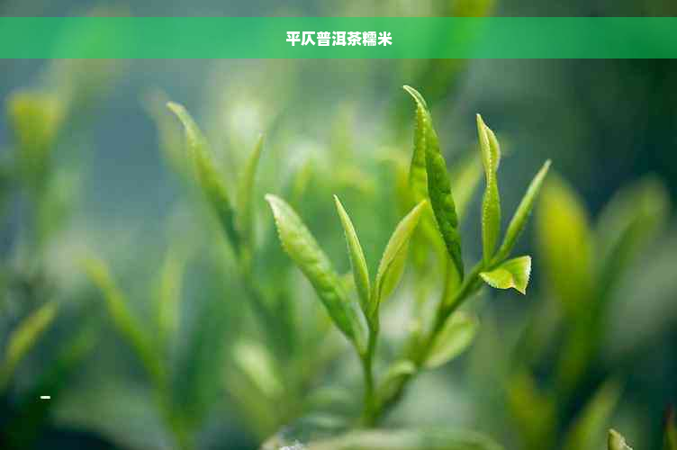 平仄普洱茶糯米