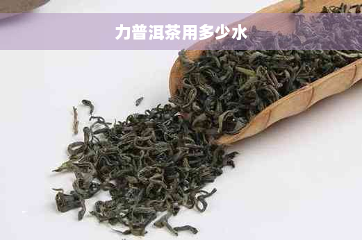 力普洱茶用多少水