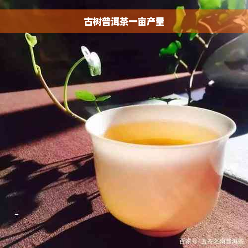 古树普洱茶一亩产量