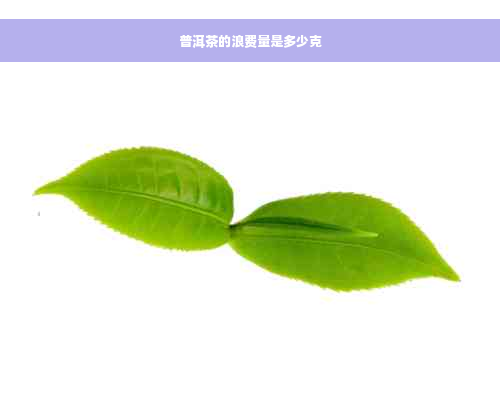 普洱茶的浪费量是多少克