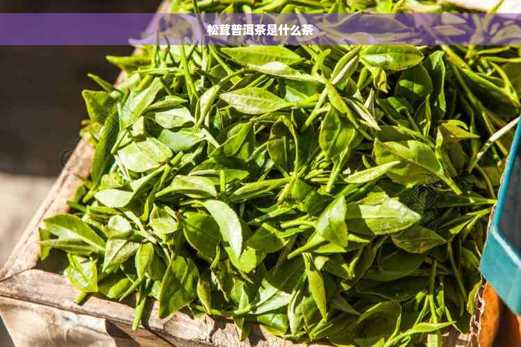 松茸普洱茶是什么茶