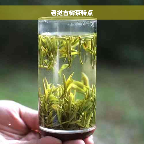 老挝古树茶特点