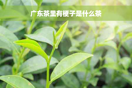 广东茶里有梗子是什么茶