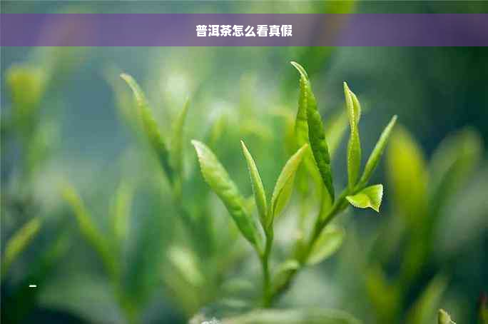 普洱茶怎么看真假