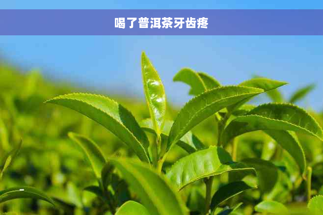 喝了普洱茶牙齿疼