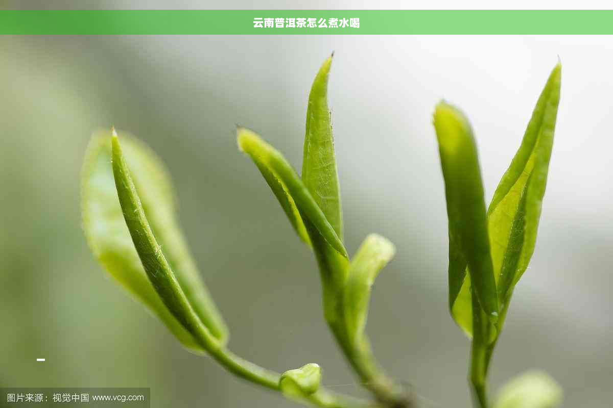 云南普洱茶怎么煮水喝