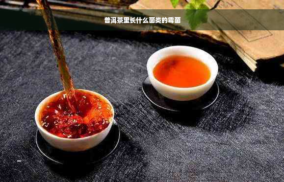 普洱茶里长什么菌类的霉菌