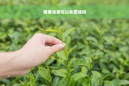 喝普洱茶可以吃荔枝吗