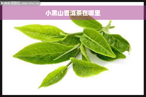 小黑山普洱茶在哪里