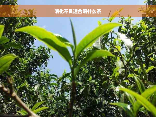 消化不良适合喝什么茶