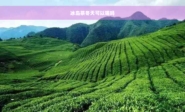 冰岛茶冬天可以喝吗