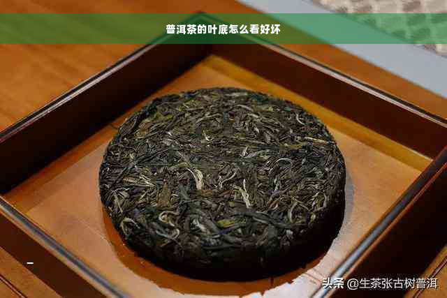 普洱茶的叶底怎么看好坏