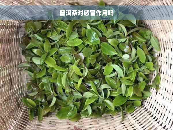 普洱茶对感冒作用吗