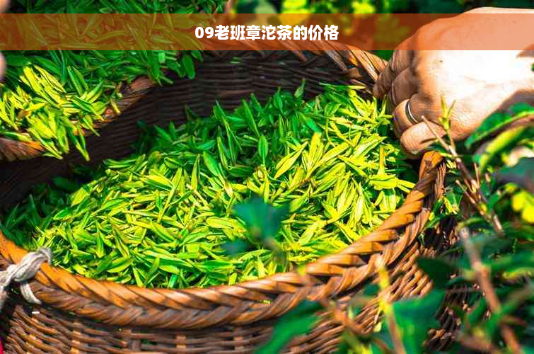 09老班章沱茶的价格