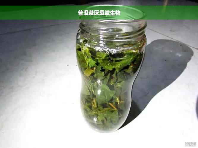 普洱茶厌氧微生物