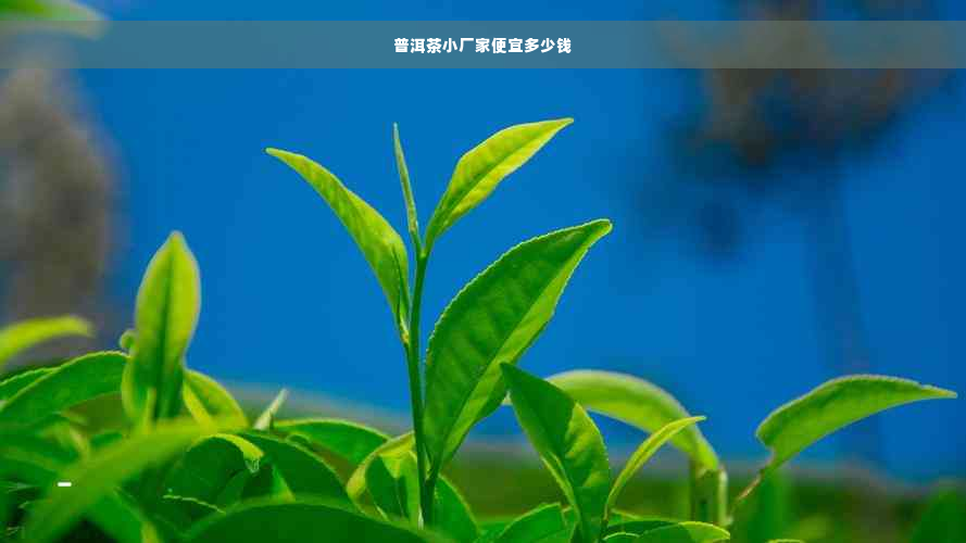 普洱茶小厂家便宜多少钱