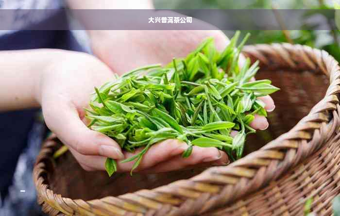 大兴普洱茶公司