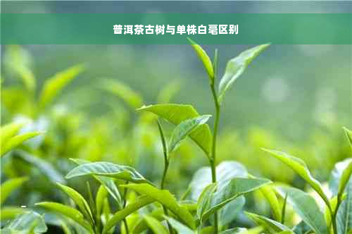 普洱茶古树与单株白毫区别