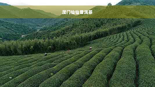 澳门仙仙普洱茶